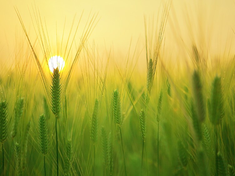Close up of a wheat field at dusk